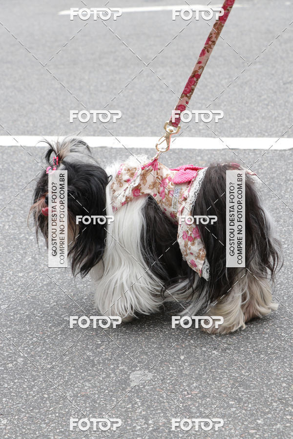 Buy your photos of the event13� C�ominhada - Santos on Fotop