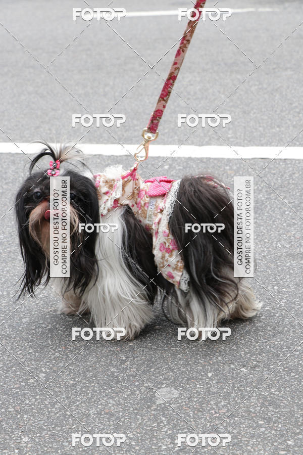 Buy your photos of the event13� C�ominhada - Santos on Fotop