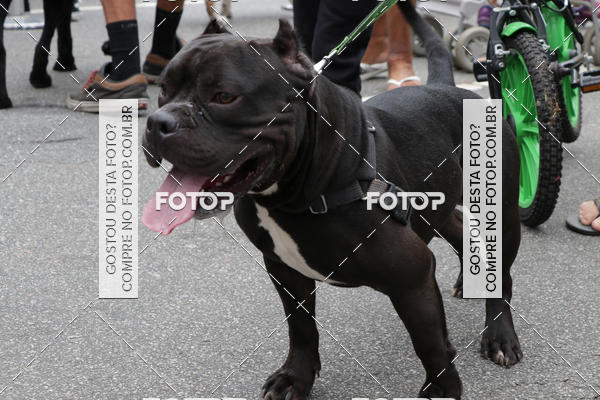 Buy your photos of the event13� C�ominhada - Santos on Fotop