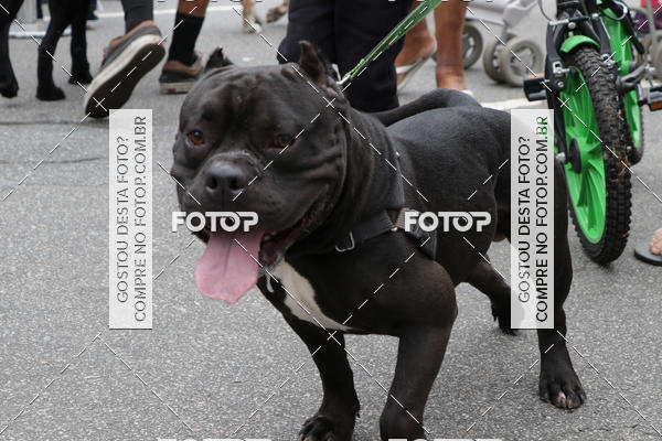 Buy your photos of the event13� C�ominhada - Santos on Fotop