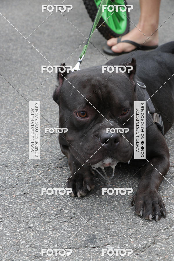 Buy your photos of the event13� C�ominhada - Santos on Fotop