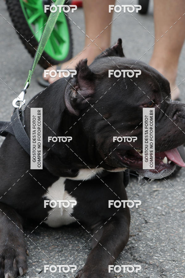 Buy your photos of the event13� C�ominhada - Santos on Fotop