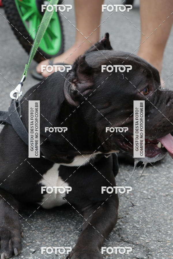 Buy your photos of the event13� C�ominhada - Santos on Fotop