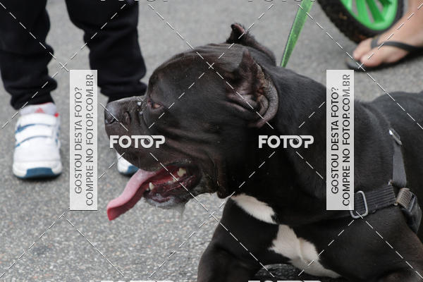 Buy your photos of the event13� C�ominhada - Santos on Fotop