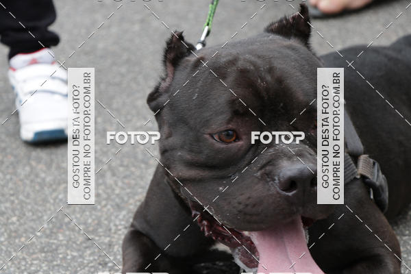 Buy your photos of the event13� C�ominhada - Santos on Fotop