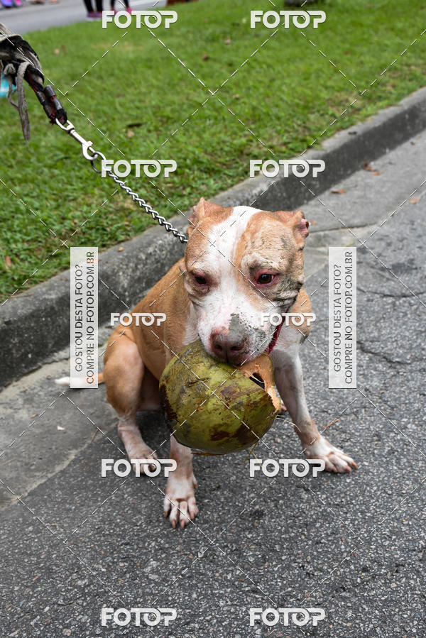 Buy your photos of the event13� C�ominhada - Santos on Fotop