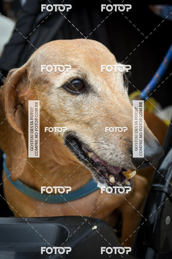 Buy your photos of the event13� C�ominhada - Santos on Fotop