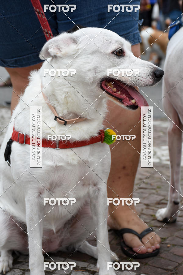 Buy your photos of the event13� C�ominhada - Santos on Fotop