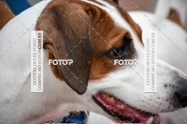 Buy your photos of the event13� C�ominhada - Santos on Fotop