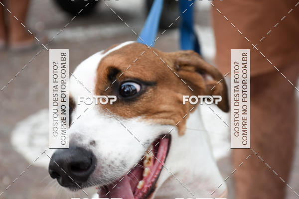 Buy your photos of the event13� C�ominhada - Santos on Fotop