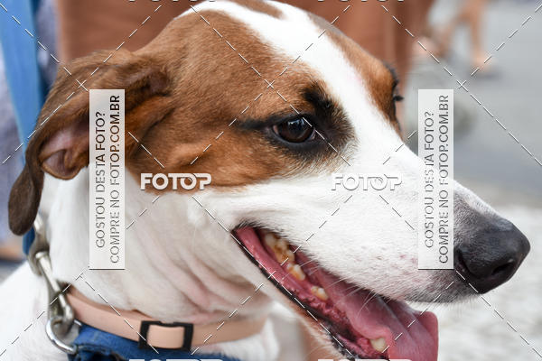 Buy your photos of the event13� C�ominhada - Santos on Fotop