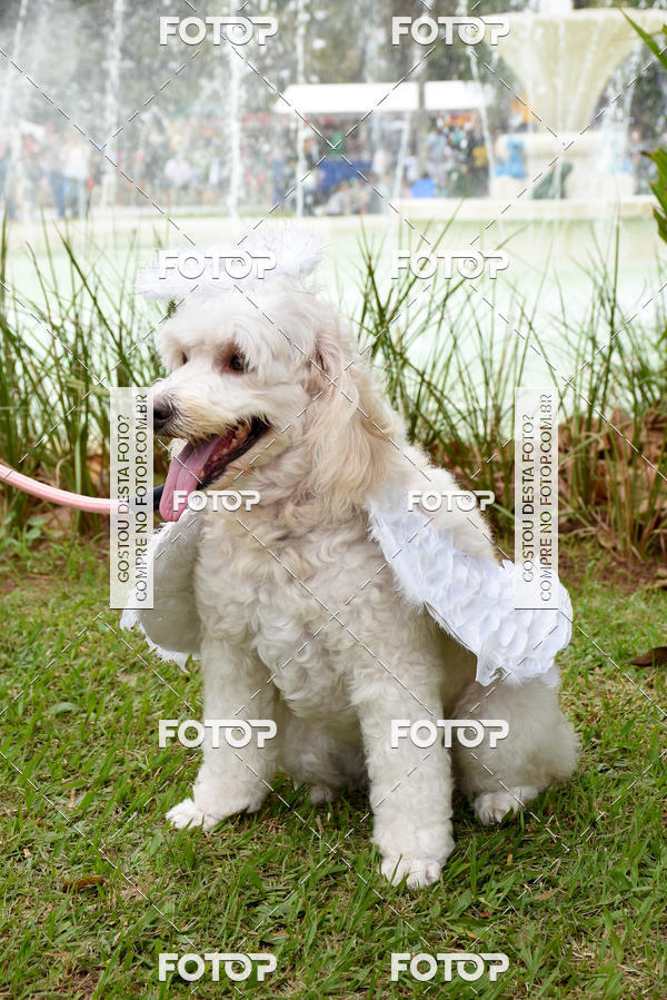 Buy your photos of the event13� C�ominhada - Santos on Fotop