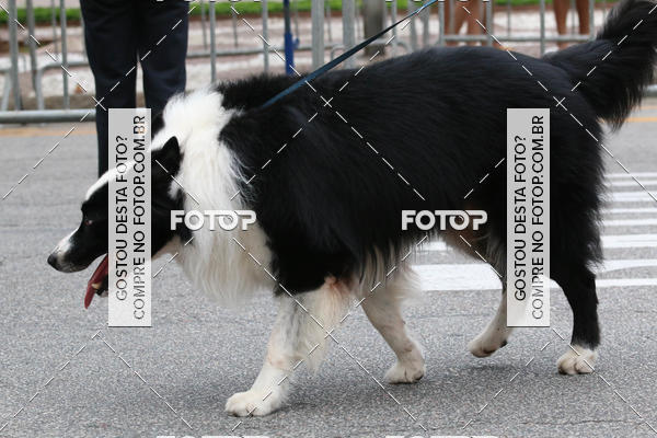 Buy your photos of the event13� C�ominhada - Santos on Fotop