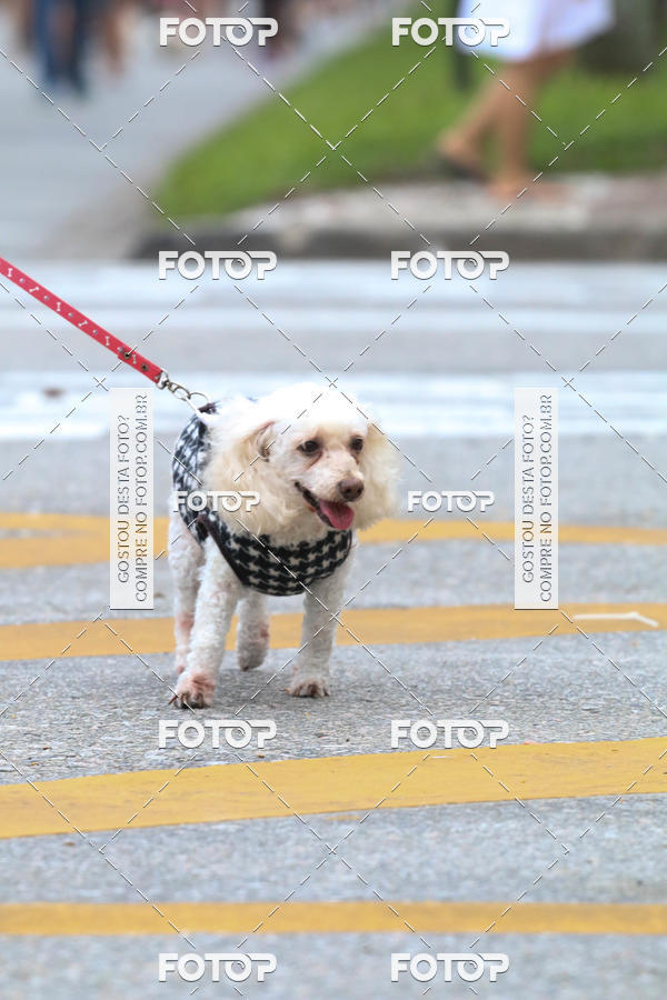 Buy your photos of the event13� C�ominhada - Santos on Fotop