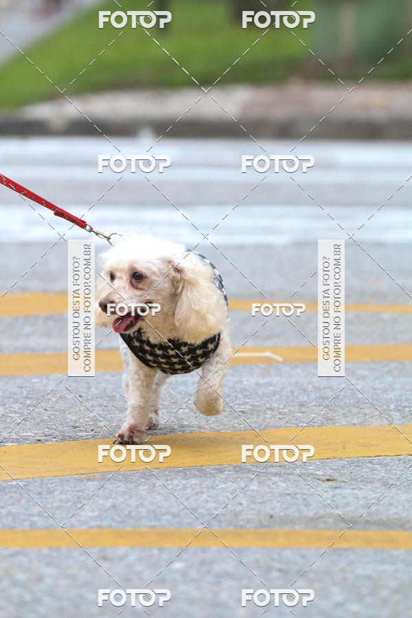 Buy your photos of the event13� C�ominhada - Santos on Fotop