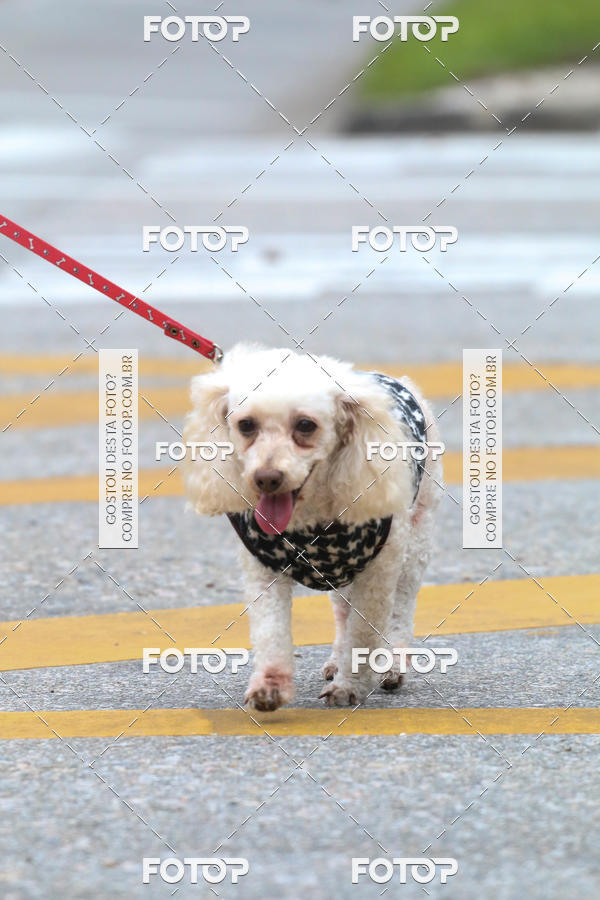 Buy your photos of the event13� C�ominhada - Santos on Fotop