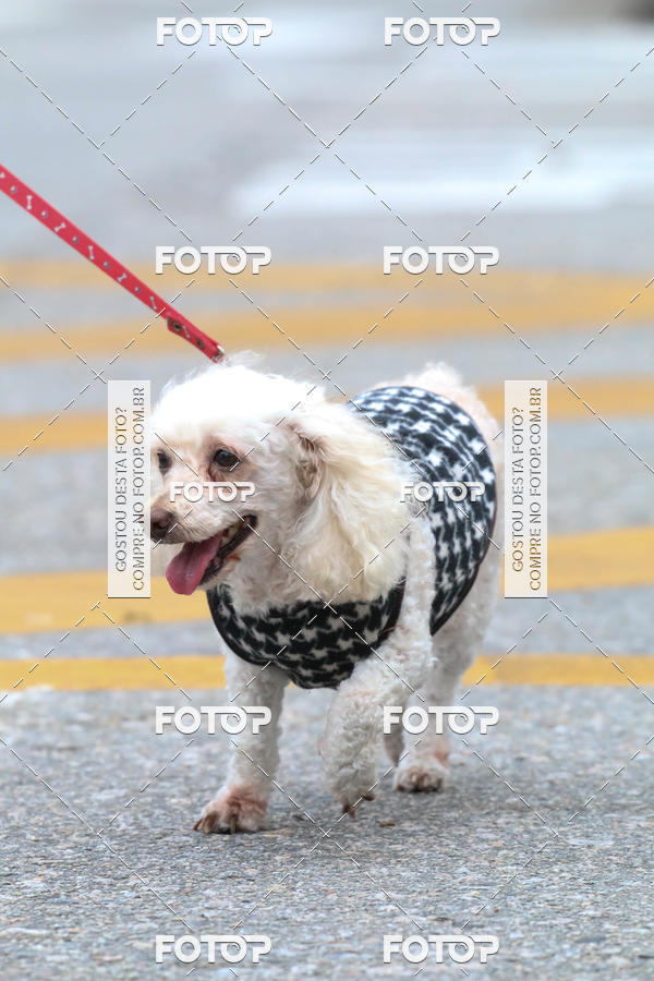 Buy your photos of the event13� C�ominhada - Santos on Fotop