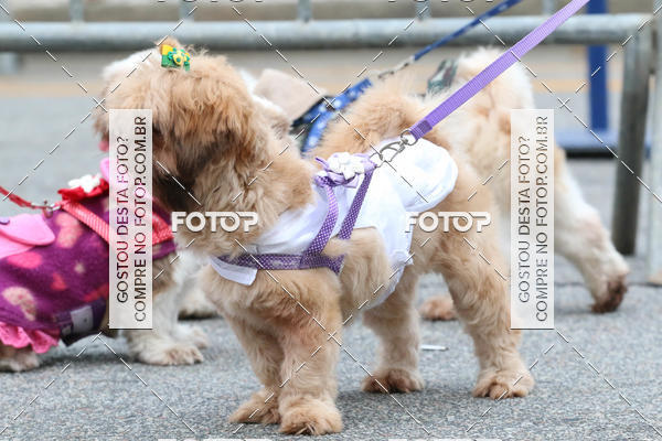 Buy your photos of the event13� C�ominhada - Santos on Fotop