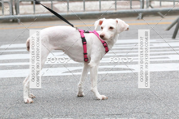 Buy your photos of the event13� C�ominhada - Santos on Fotop