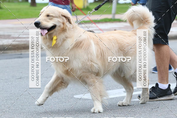 Buy your photos of the event13� C�ominhada - Santos on Fotop