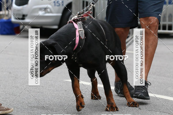 Buy your photos of the event13� C�ominhada - Santos on Fotop