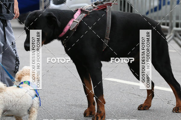 Buy your photos of the event13� C�ominhada - Santos on Fotop