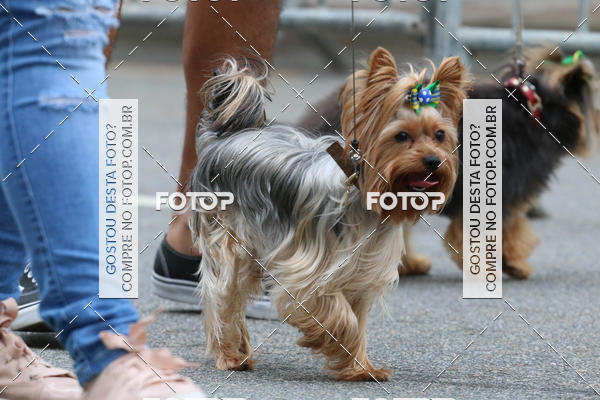 Buy your photos of the event13� C�ominhada - Santos on Fotop