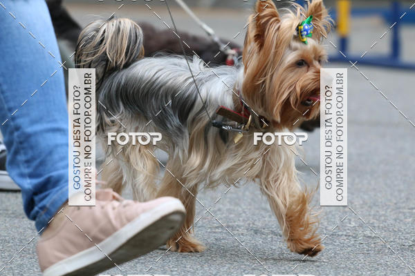 Buy your photos of the event13� C�ominhada - Santos on Fotop