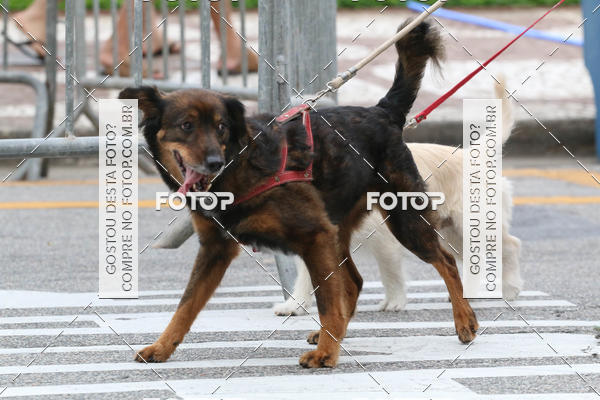 Buy your photos of the event13� C�ominhada - Santos on Fotop