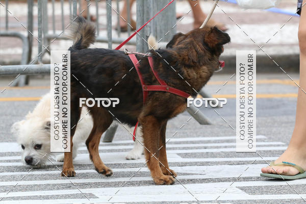 Buy your photos of the event13� C�ominhada - Santos on Fotop