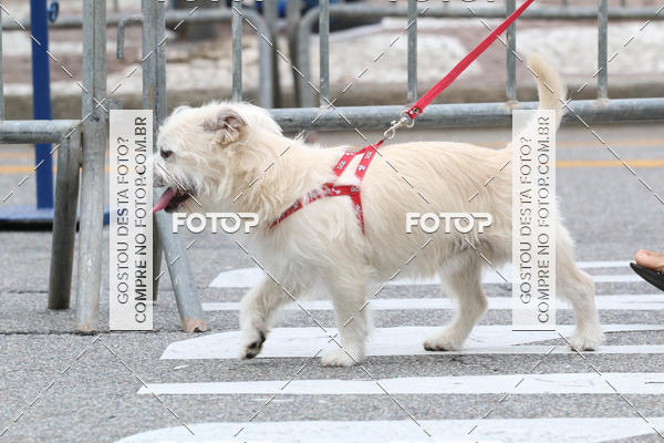 Buy your photos of the event13� C�ominhada - Santos on Fotop