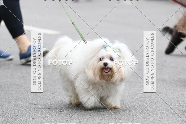 Buy your photos of the event13� C�ominhada - Santos on Fotop