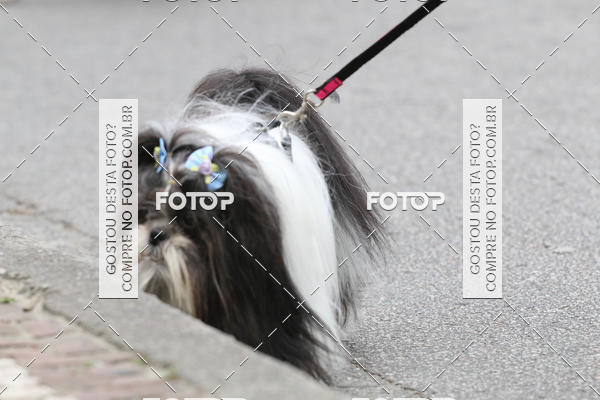 Buy your photos of the event13� C�ominhada - Santos on Fotop