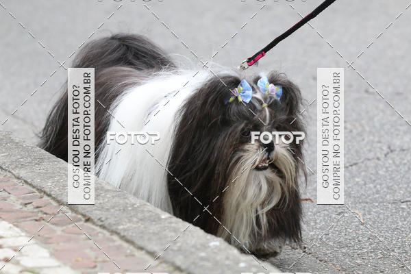 Buy your photos of the event13� C�ominhada - Santos on Fotop