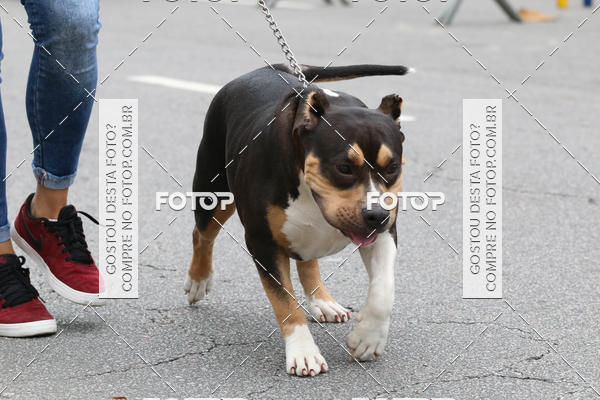 Buy your photos of the event13� C�ominhada - Santos on Fotop