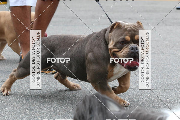 Buy your photos of the event13� C�ominhada - Santos on Fotop