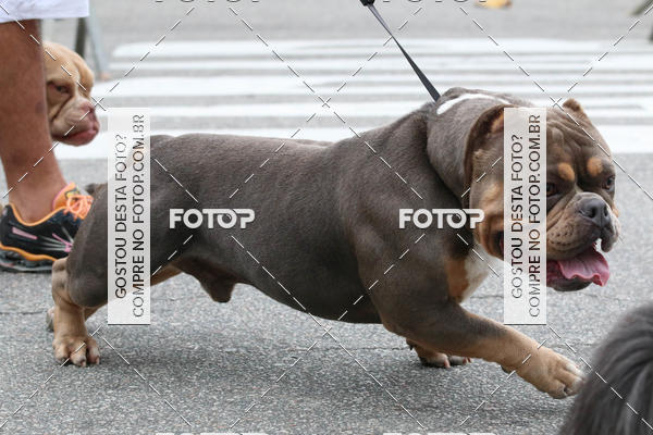 Buy your photos of the event13� C�ominhada - Santos on Fotop