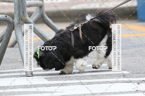 Buy your photos of the event13� C�ominhada - Santos on Fotop