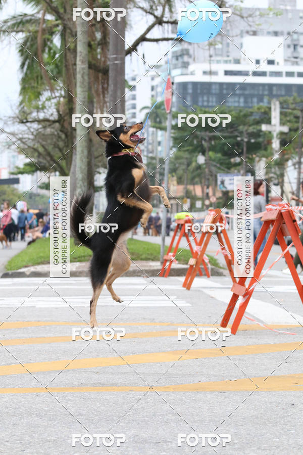 Buy your photos of the event13� C�ominhada - Santos on Fotop