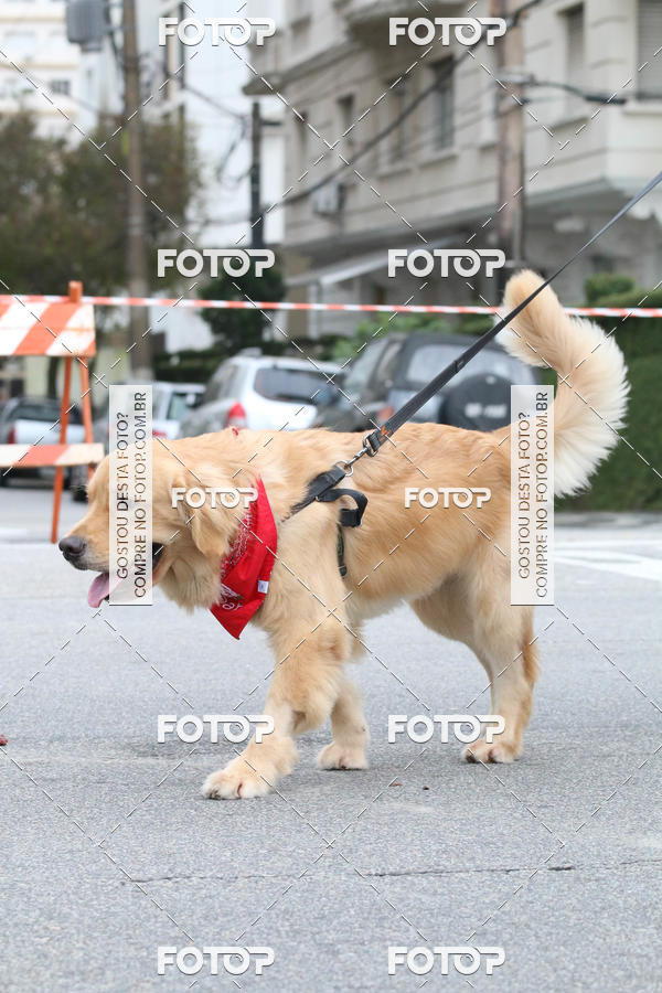 Buy your photos of the event13� C�ominhada - Santos on Fotop