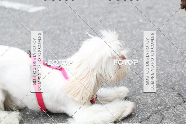 Buy your photos of the event13� C�ominhada - Santos on Fotop