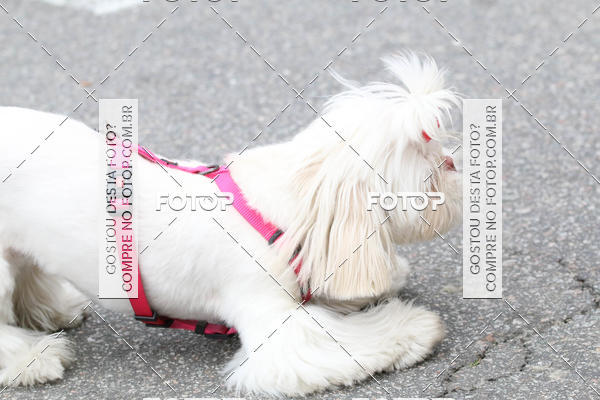 Buy your photos of the event13� C�ominhada - Santos on Fotop