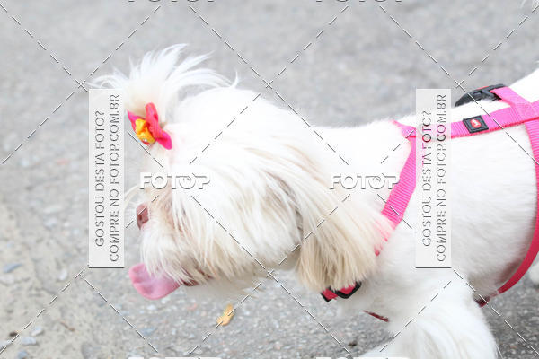 Buy your photos of the event13� C�ominhada - Santos on Fotop