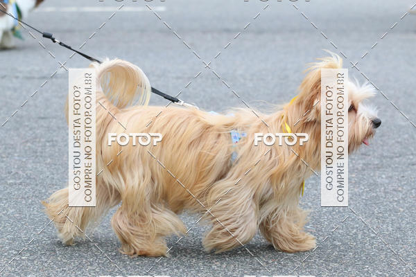 Buy your photos of the event13� C�ominhada - Santos on Fotop