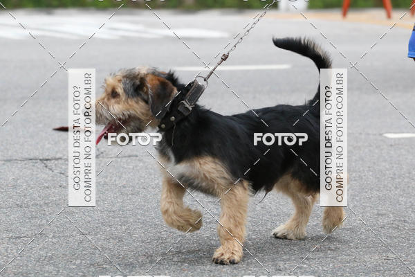 Buy your photos of the event13� C�ominhada - Santos on Fotop