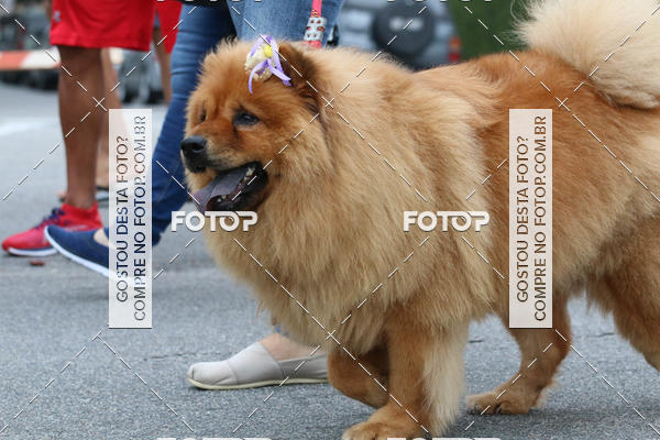 Buy your photos of the event13� C�ominhada - Santos on Fotop