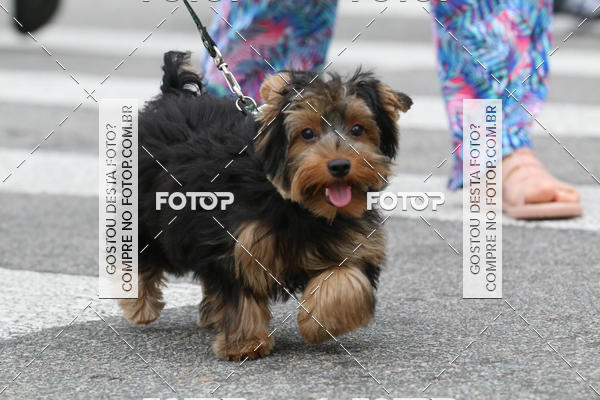 Buy your photos of the event13� C�ominhada - Santos on Fotop