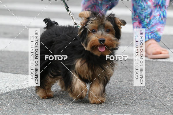 Buy your photos of the event13� C�ominhada - Santos on Fotop