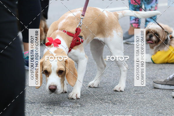 Buy your photos of the event13� C�ominhada - Santos on Fotop