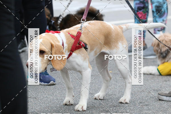 Buy your photos of the event13� C�ominhada - Santos on Fotop